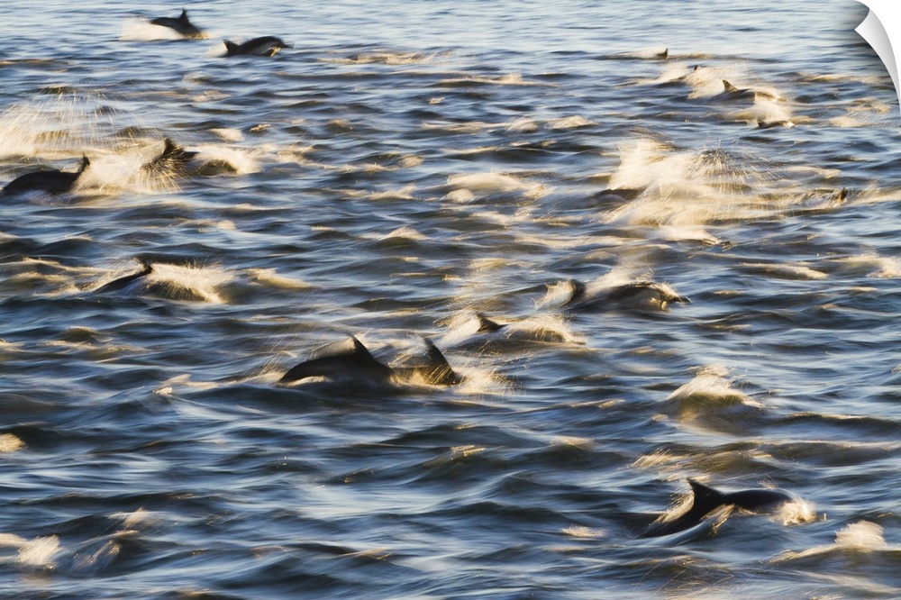 Long-beaked common dolphin (Delphinus capensis), Isla San Esteban, Gulf of California (Sea of Cortez), Baja California, Me...