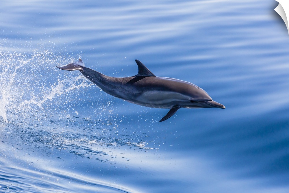 Long-beaked common dolphin (Delphinus capensis) leaping near Isla Santa Catalina, Baja California Sur, Mexico, North America