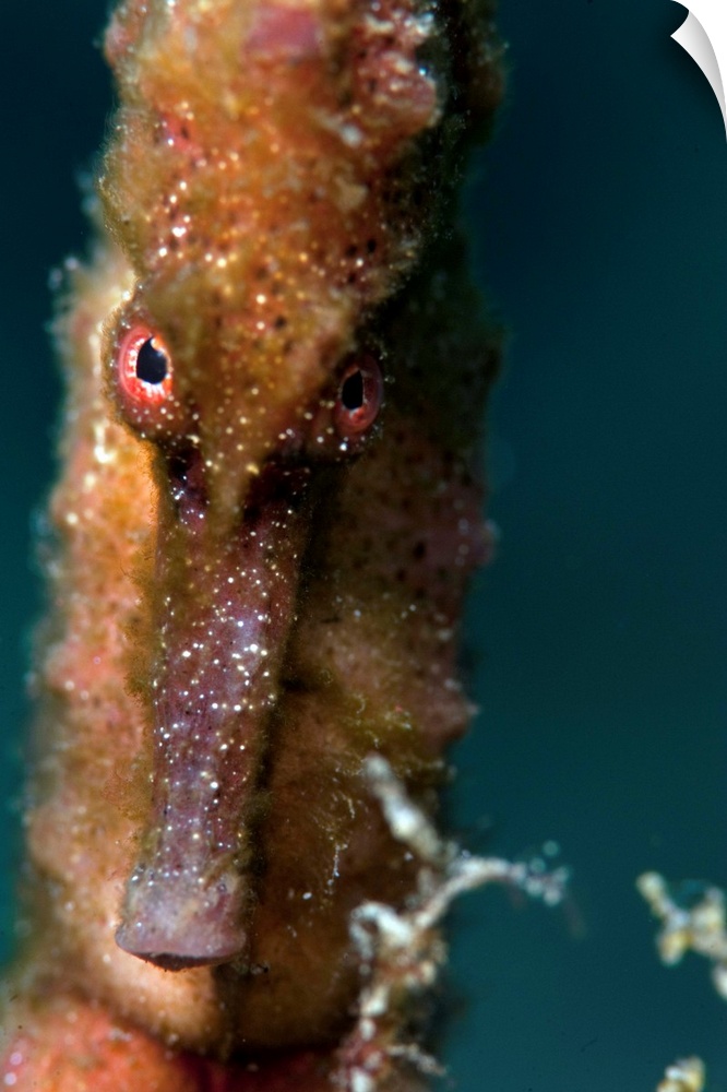 Longsnout seahorse, Dominica, West Indies, Caribbean
