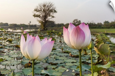 Lotus Flower, Near The Village Of Kampong Tralach, Cambodia, Indochina