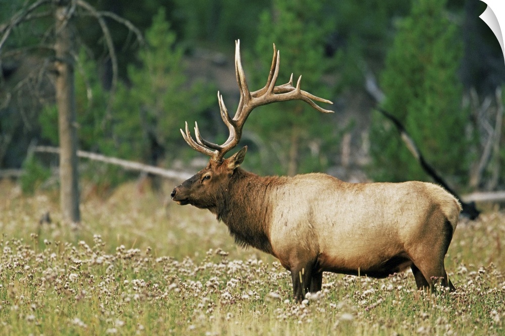Male elk, Yellowstone National Park, Wyoming
