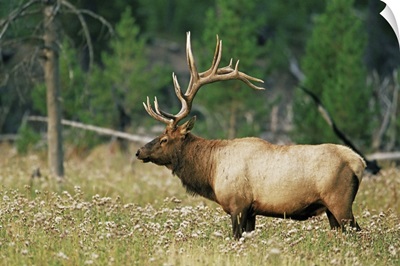 Male elk, Yellowstone National Park, Wyoming