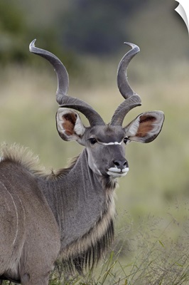 Male greater kudu, Mountain Zebra National Park, South Africa