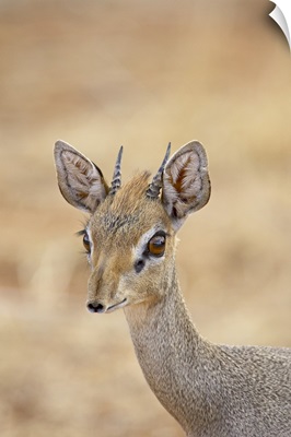 Male Gunther's dik dik, Samburu National Reserve, Kenya, Africa