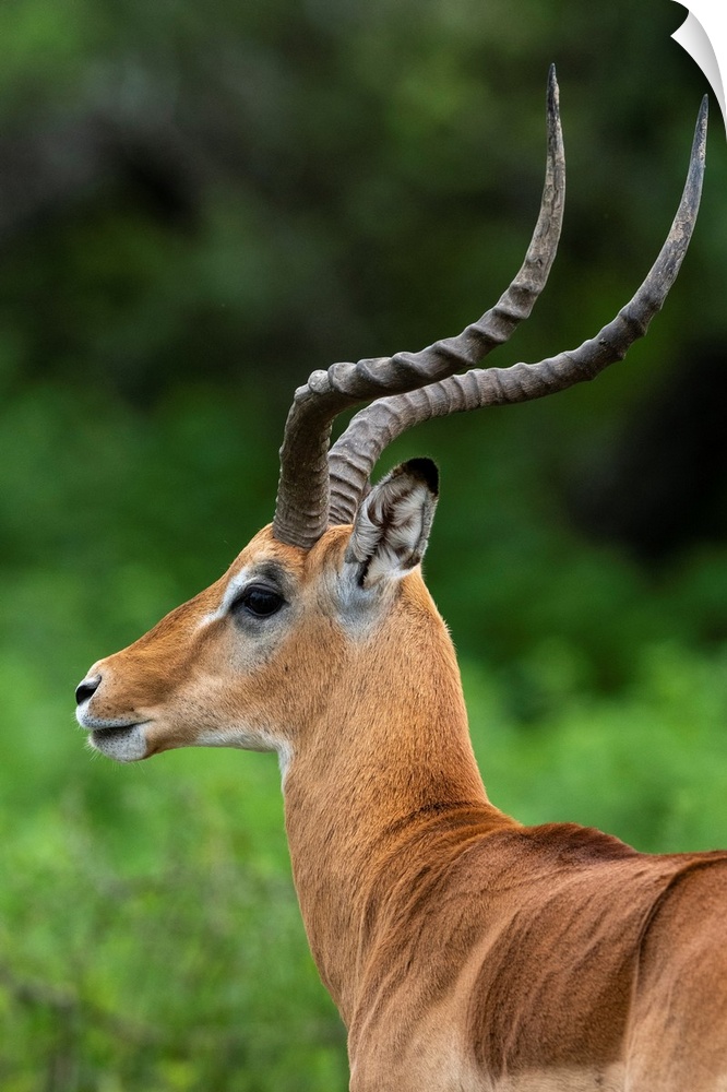 Male impala (Aepyceros melampus), Ndutu, Ngorongoro Conservation Area, Serengeti, Tanzania, East Africa, Africa