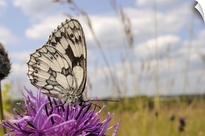 Marbled white butterfly, feeding on Greater knapweed flower, Wiltshire, England