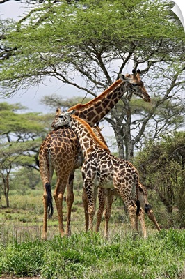 Masai Giraffe mother and young, Serengeti National Park, Tanzania, Africa