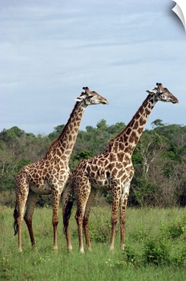 Masai giraffes, Shimba, Kenya