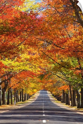 Memorial Avenue in autumn, Mount Macedon, Victoria, Australia, Pacific