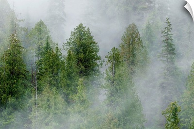 Mist covered pine trees in Great Bear Rainforest, British Columbia, Canada