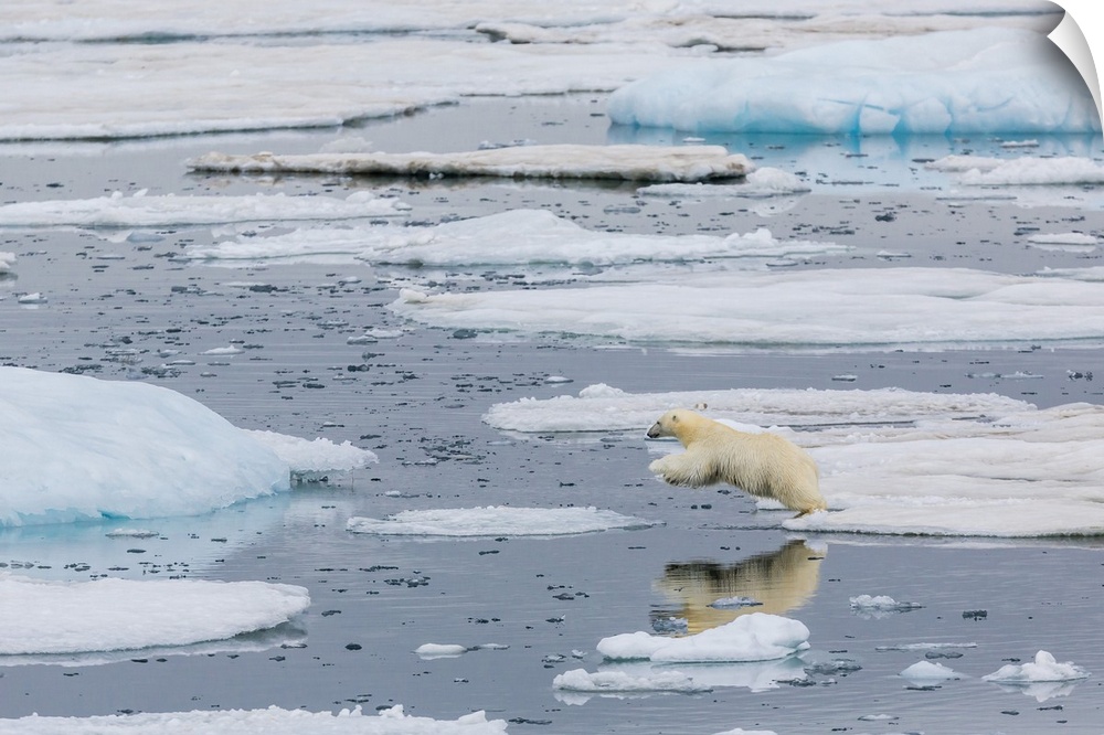 Mother polar bear (Ursus maritimus) leaping from ice floe to ice floe in Olgastretet off Barentsoya, Svalbard, Norway, Sca...