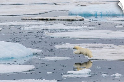 Mother Polar Bear, Olgastretet Off Barentsoya, Svalbard, Norway