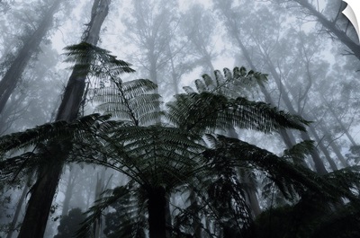 Mountain ash trees, and tree ferns in fog, Dandenong Ranges, Victoria, Australia