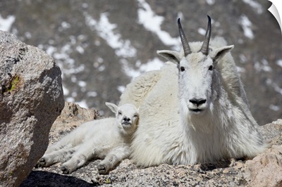 Mountain goat (Oreamnos americanus) nanny and kid, Mount Evans, Colorado
