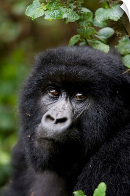 Mountain gorilla, Rwanda (Congo border), Africa