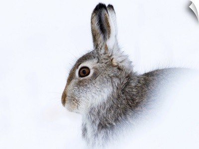 Mountain Hare In Winter Snow, Scottish Highlands, Scotland
