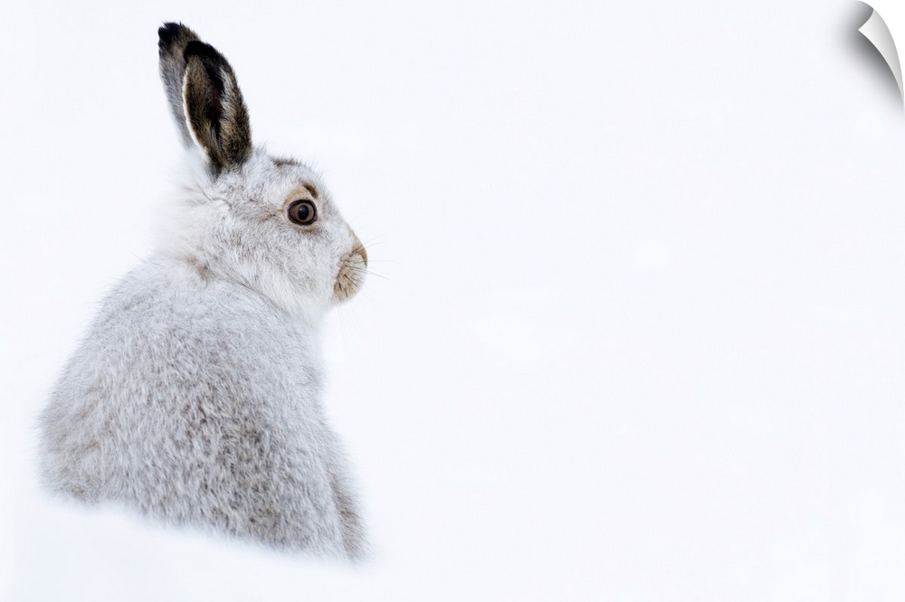 Mountain hare portrait (Lepus timidus) in winter snow, Scottish Highlands, Scotland, United Kingdom, Europe