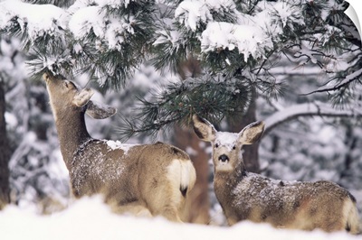 Mule deer mother and fawn in snow, Boulder, Colorado