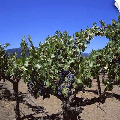 Napa Valley wine producer, Oakville, California
