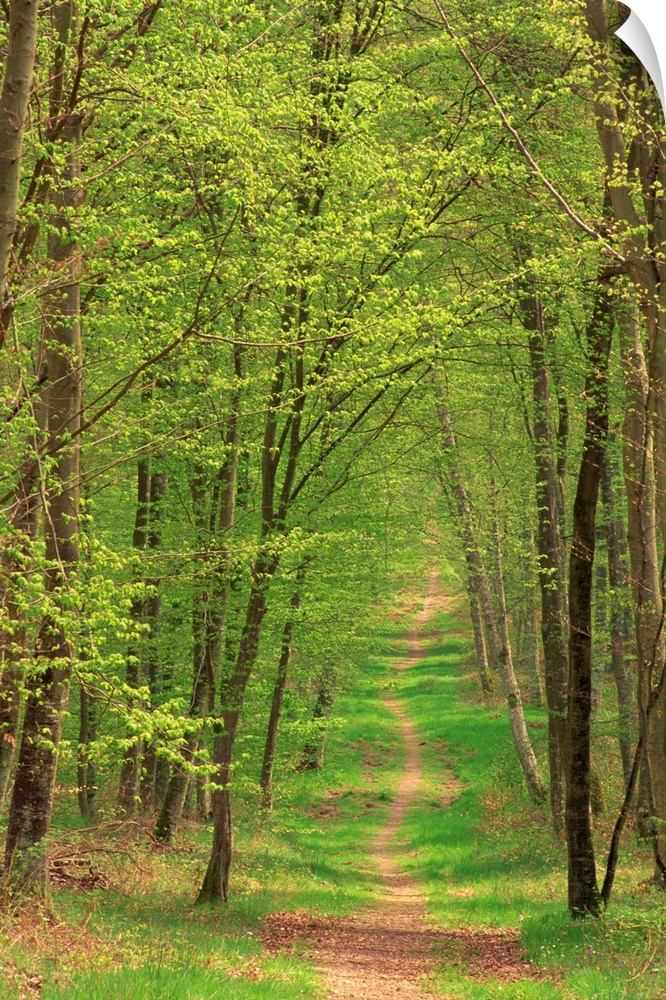 Narrow path through the trees in woodland, Forest of Brotonne, Haute Normandie, France