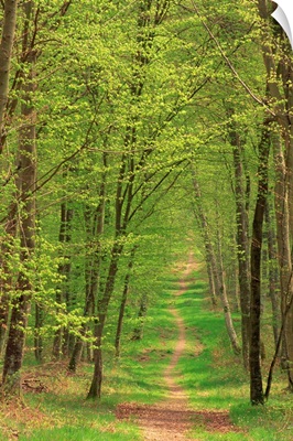 Narrow path through the trees in woodland, Forest of Brotonne, Haute Normandie, France