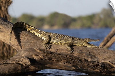 Nile Crocodile, Chobe River, Botswana, Africa