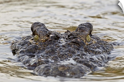 Nile crocodile swimming, Serengeti National Park, Tanzania, East Africa