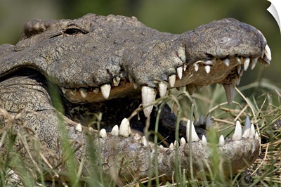 Nile Crocodile with mouth open, Kruger National Park, South Africa