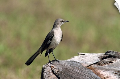 Northern mockingbird, South Florida, USA