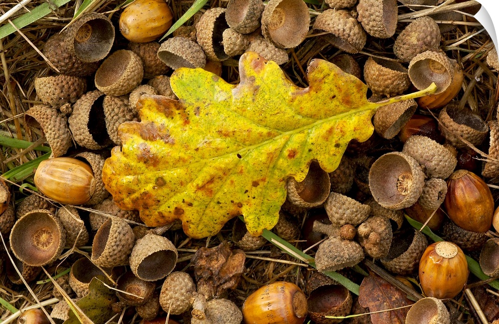 Oak leaf and acorns on forest floor in autumn in England