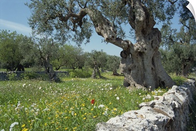 Olive trees, Puglia, Italy, Europe