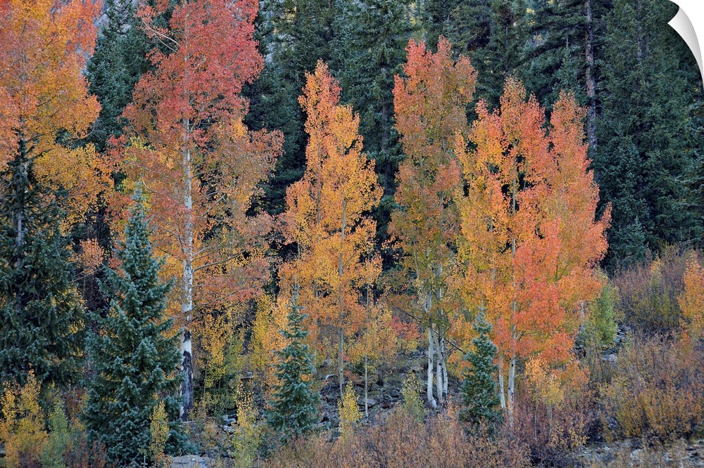 Orange aspens in the fall, San Juan National Forest, Colorado, USA