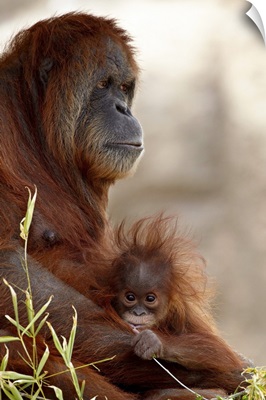 Orangutan mother and baby, Rio Grande Zoo, Albuquerque, New Mexico
