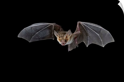 Pallid bat (Antrozous pallidus) in flight, near Portal, Arizona