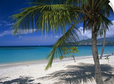 Palm tee and beach, Grand Anse beach, Grenada, Windward Islands, Caribbean, West Indies