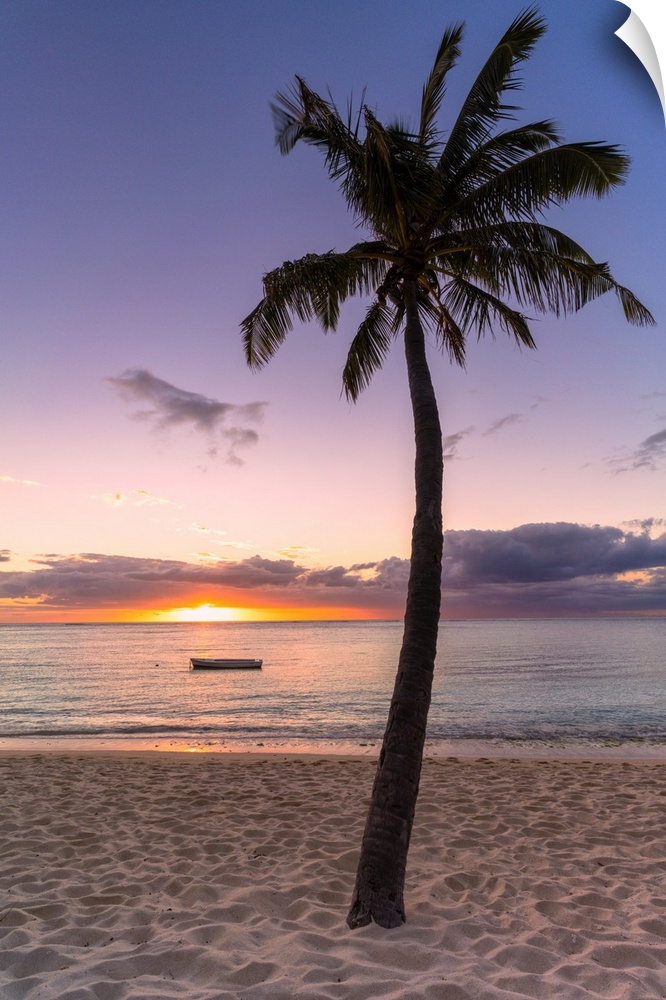 Palm tree on tropical beach during sunset, Le Morne Brabant, Black River district, Mauritius, Indian Ocean, Africa