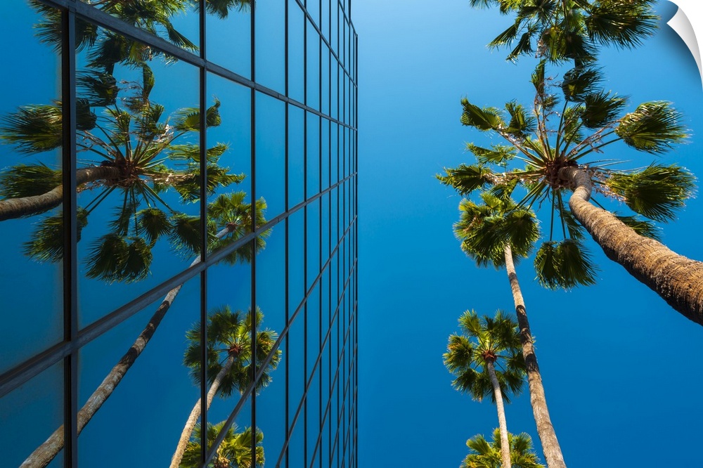 Palm trees and glass building, worm's-eye view, Hollywood, Los Angeles, California, United States of America, North America