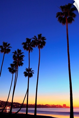 Palm trees, La Jolla Shores Beach, La Jolla, San Diego, California