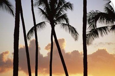 Palm trees silhouetted against clouds and sunset, Kauai, Hawaii, USA