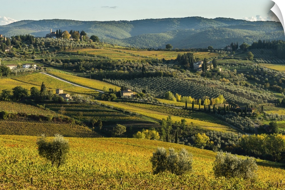 View of valley of Panzano in Chianti, patterned lines of vineyards, cypresses and olive trees with farmhouses, Tuscany, It...