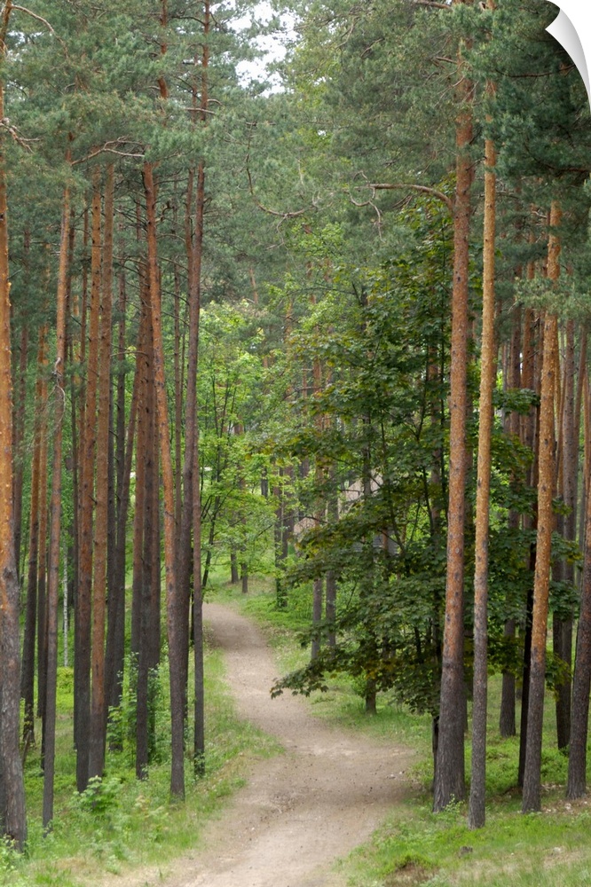 Path through pine forest, near Riga, Latvia, Baltic States