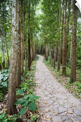 Path through the Forest at My Son, Vietnam, Indochina