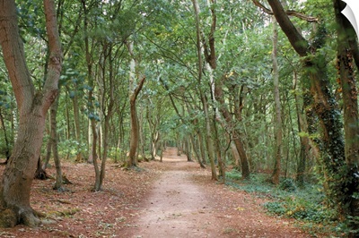 Path through the forest in summer, Avon, England, United Kingdom, Europe