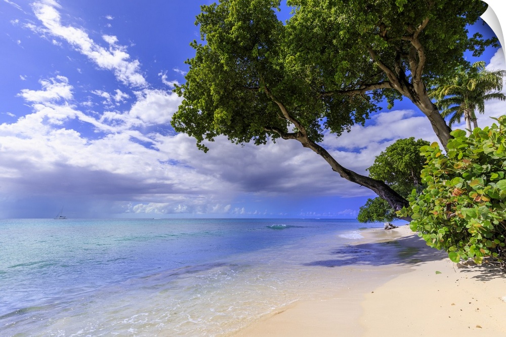 Paynes Bay, overhanging trees, fine pale pink sand beach, turquoise sea, beautiful West Coast, Barbados, Windward Islands,...