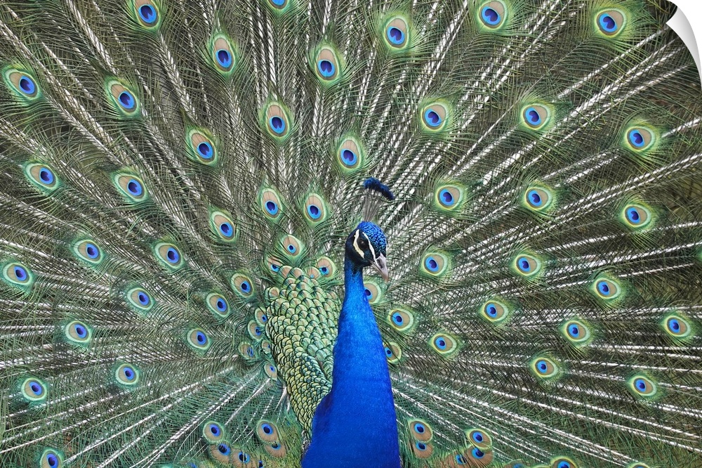 Peacock in the gardens of Schloss Ambras, a Renaissance castle and palace located in the hills above Innsbruck, Austria, E...