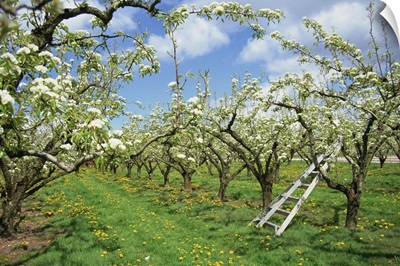 Pear blossom in orchard, Holt Fleet, Worcestershire, England, United Kingdom, Europe