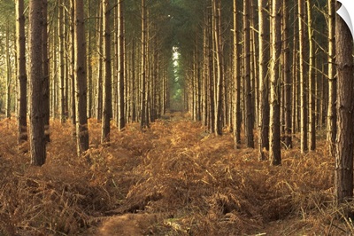 Pine trees in rows in morning light, Norfolk wood, Norfolk, England, UK