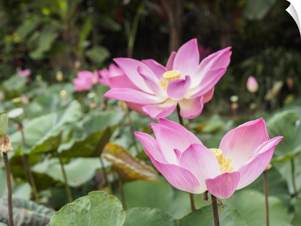 Pink lotus, Bali, Indonesia, Southeast Asia, Asia