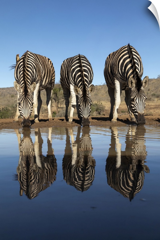 Plains zebra (Equus quagga burchellii) at water, Zimanga Game Reserve, KwaZulu-Natal, South Africa, Africa