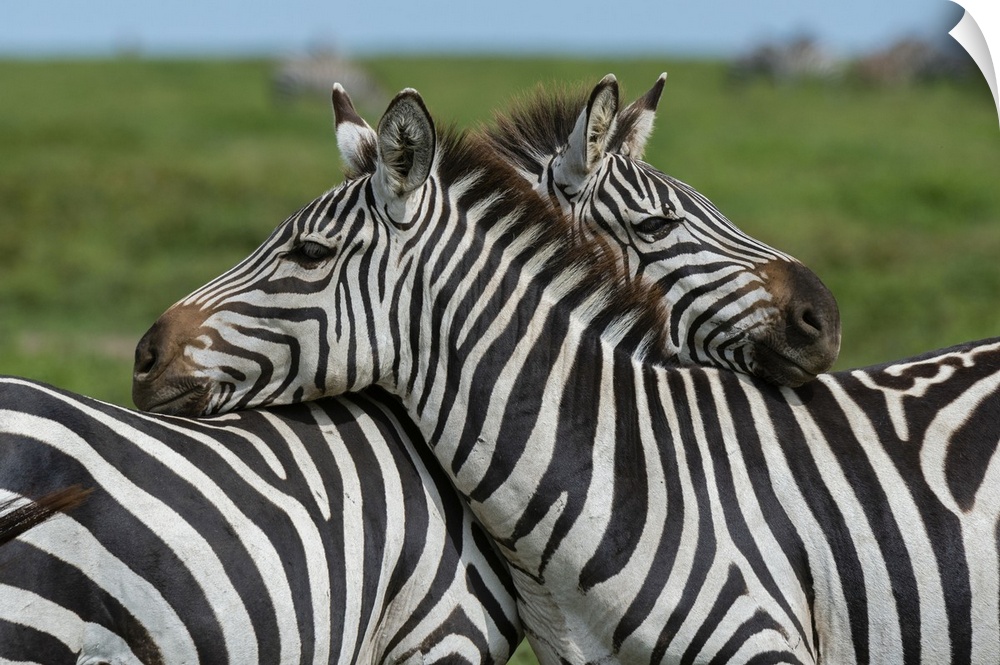 Plains zebras (Equus quagga), Ndutu, Ngorongoro Conservation Area, Serengeti, Tanzania, East Africa, Africa